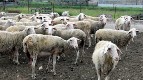 Tötung von Hunderttausenden Tieren - Viehzüchter ruiniert als Folge des „Produktionsmodells“, das die Interessen der Kapitalisten fördert