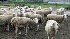 Hundreds of thousands of animals have been killed and livestock farmers are being ruined as a result of the “production model” that promotes the interests of capitalists